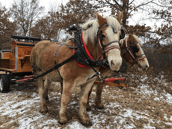 Wagon Rides for students.png