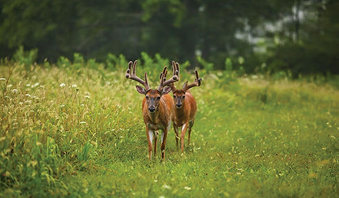 Velvet Bucks.jpg