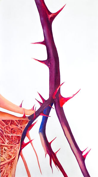 À la frontière de l’acuité (Rubus fruticosus)