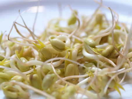 Les germes de Soja vert