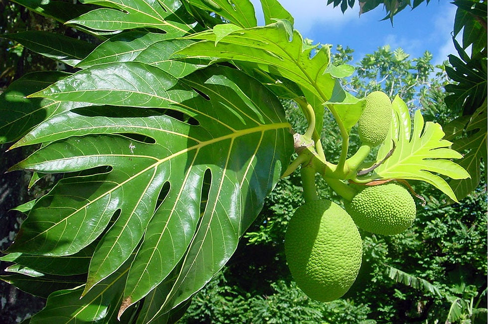 Tahiti randonnée