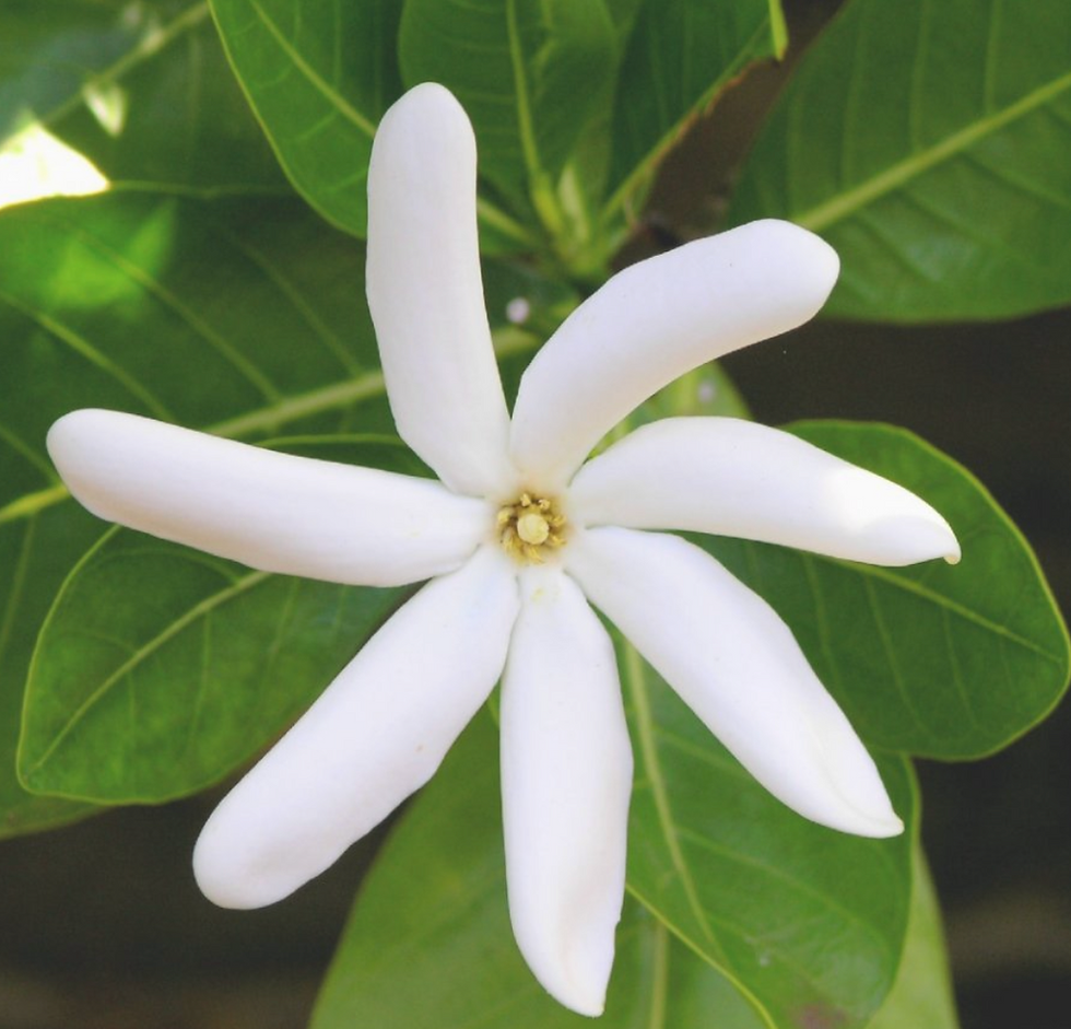 fleur de Polynésie voyage sur mesure