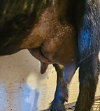 Peppermint 2nd Freshening Udder (1).jpg