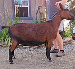 Boots 2 year old (2).jpg