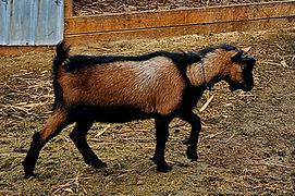 Jack 7 Months (4).jpg