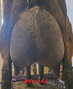Mary 2nd Freshening Udder (3).jpg