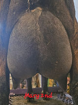 Mary 2nd Freshening Udder (3).jpg
