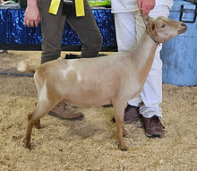 BeBe Dry yearling (2).jpg