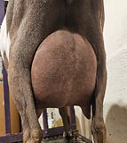 Erindale HB Hunnybear 2nd Udder (2).jpg