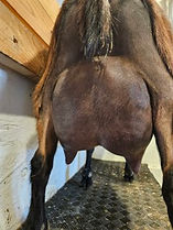 Sassy 2nd Freshening Udder (1).jpg