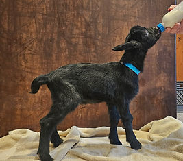 2026-Sassy Triplets (3).jpg