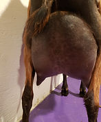 Ladasha F2 Udder (5).jpg