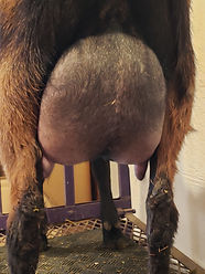 Boots FF Udder.jpg
