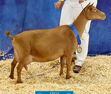 Wood Bridge Farm 22K Gold.jpg