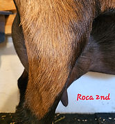 Roca 2nd Freshening Udder (1).jpg