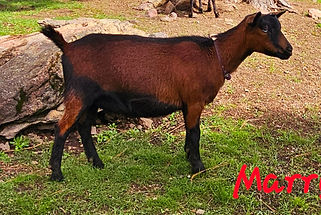 Marry -yearling_edited.jpg