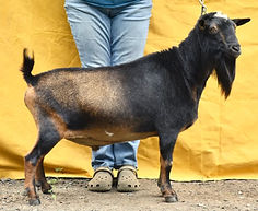 Old Mountain Farm Meader Quinn(OMF).jpg