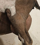 Erindale HB Hunnybear 2nd Udder (1).jpg