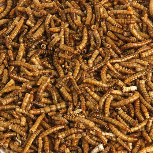 Dried Mealworm petfoodtakeaway