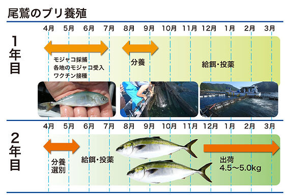 養殖 事業紹介 尾鷲物産株式会社 養殖 事業紹介 尾鷲物産株式会社