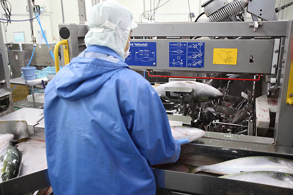 fish processing｜projects｜OWASEBUSSAN Co.,Ltd.