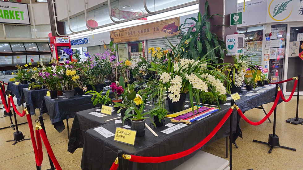 EDOC Winter Orchid Show 2026 Display