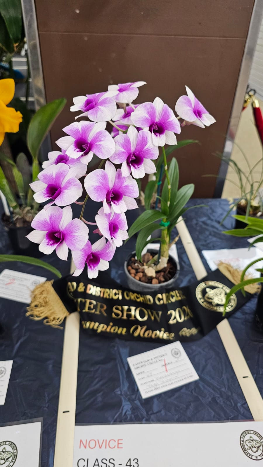 Champion Novice: Den. Yaya 'Victoria' (L Dabbs)