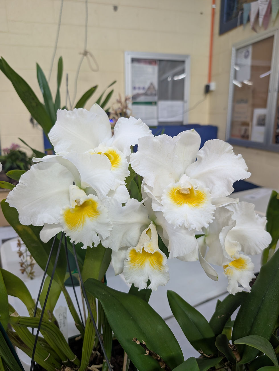 Cattleya Lynn Spencer 'Pearl'
