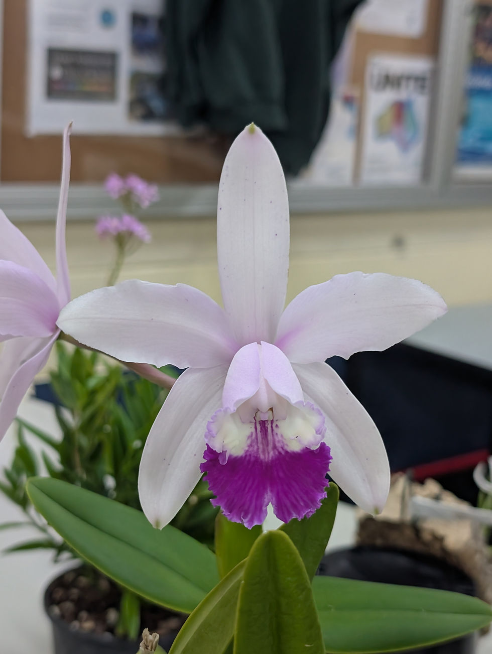 Cattleya intermedia 'Aiden'