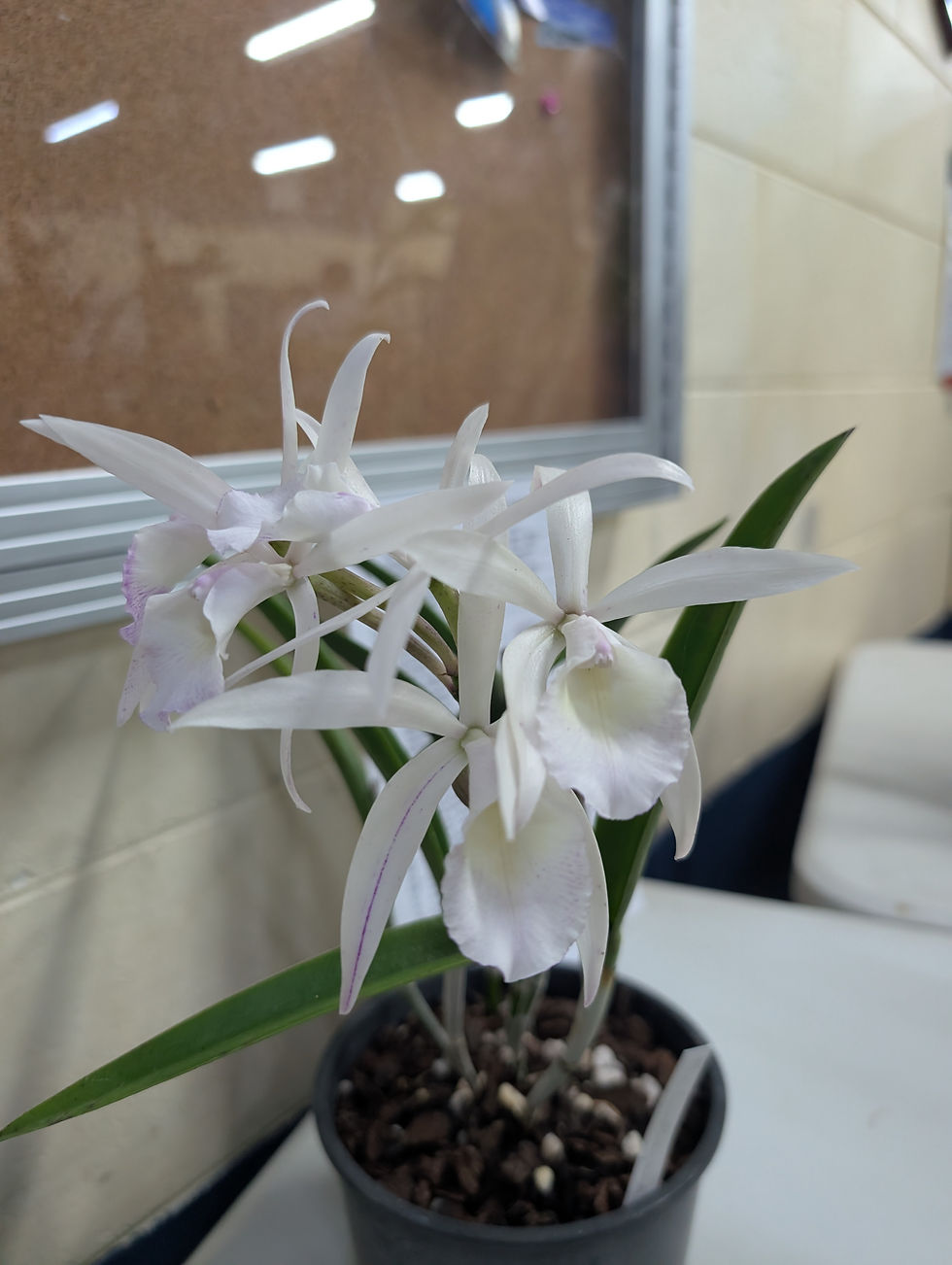 Bc. Lindleyana