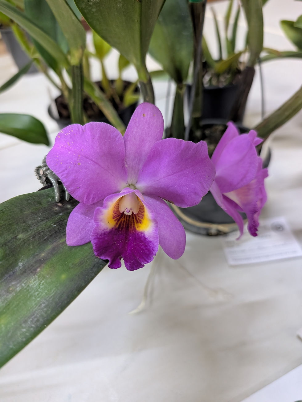 Cattleya Mini Jewel