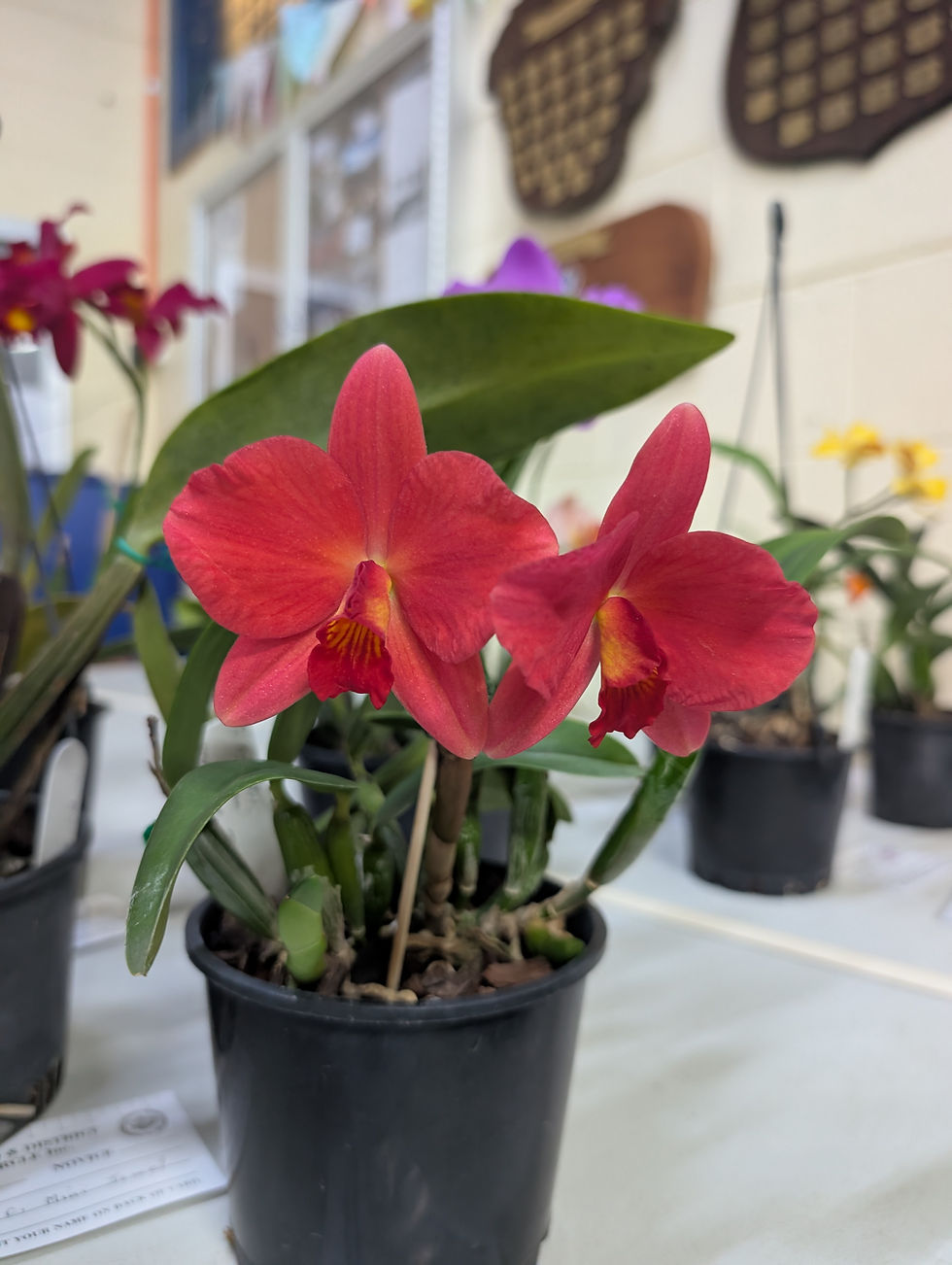 Cattleya Orpetii 'Laina'