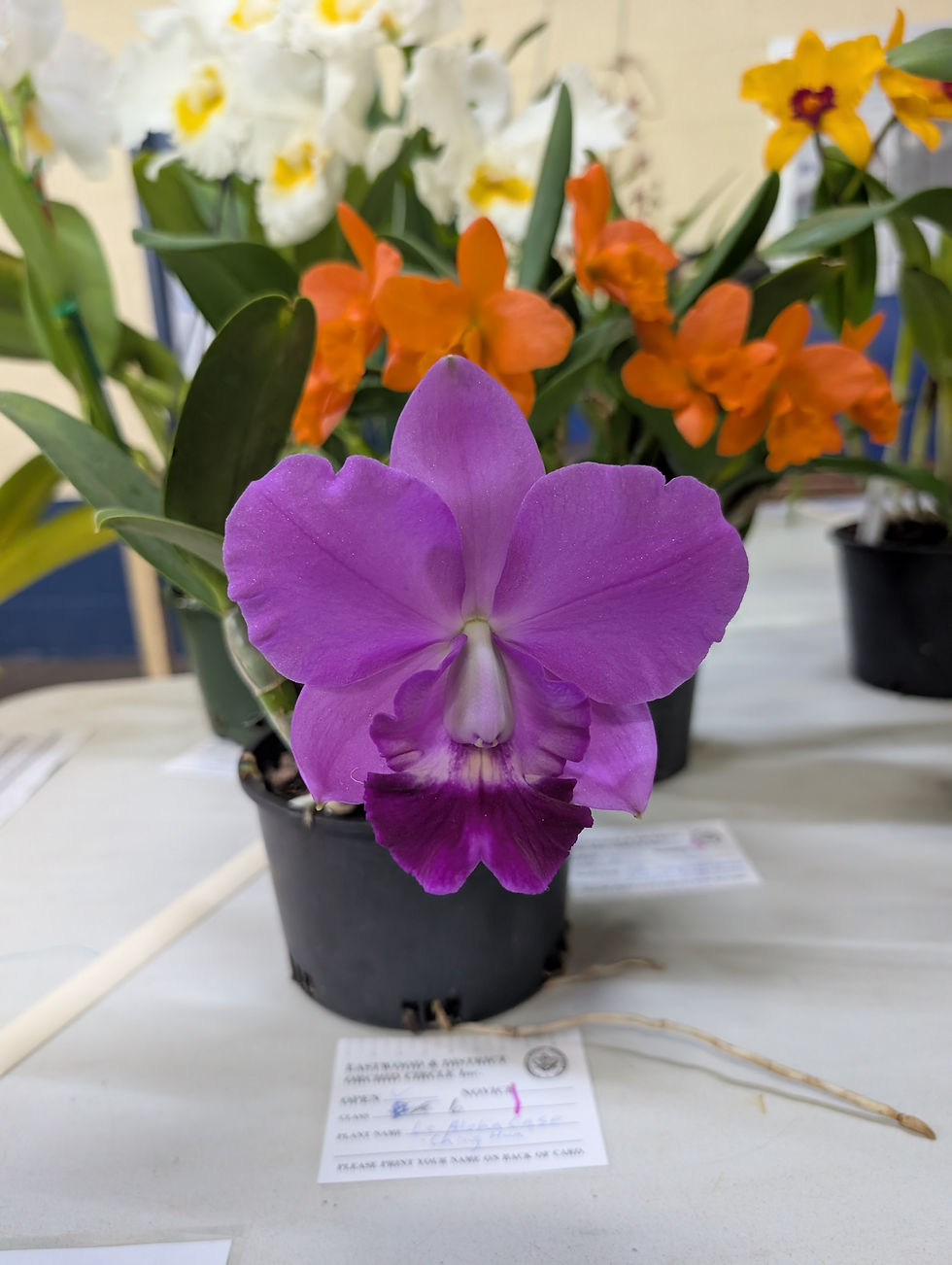 Laeliocattleya Aloha Case 'Ching Hua'
