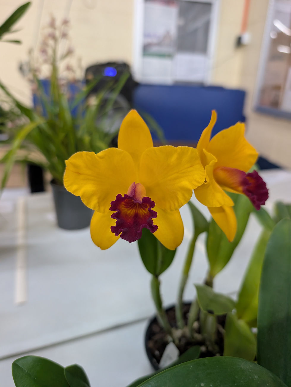 Rhyncattleanthe Topaz Jazzy 'Favourite'