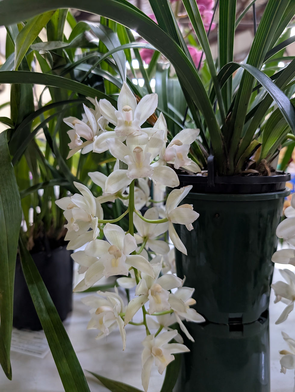 Cymbidium Sarah Jean 'Ice Cascade'