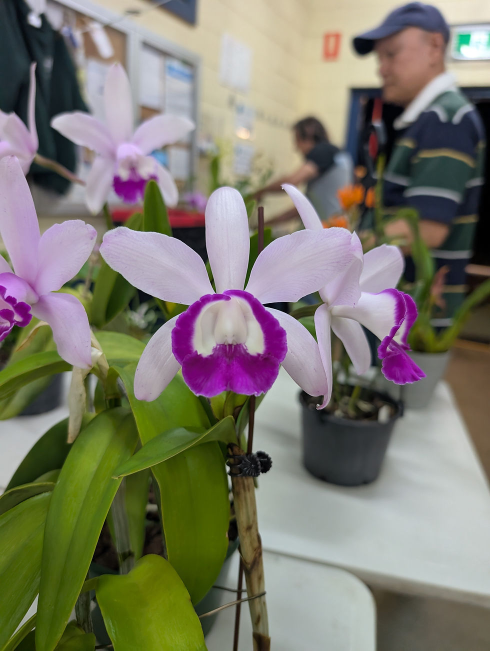 Cattleya intermedia fma. orlata 'Bonza' x 'Beauty Newk'