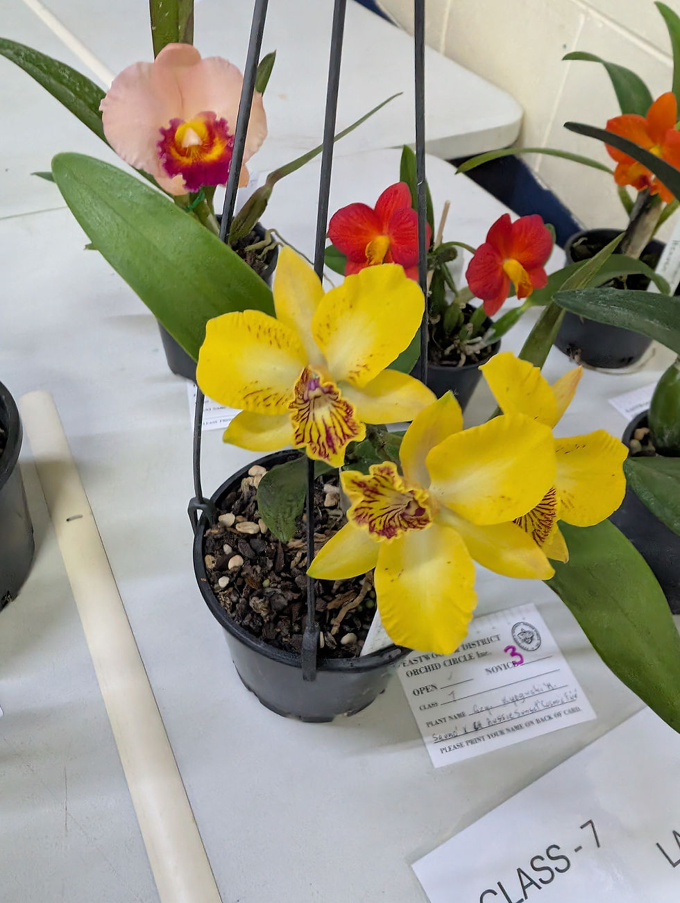 Guaricyclia Kyoguchi 'M. Sauno' x Cattlianthe Aussie Sunset 'Cosmic Fire'