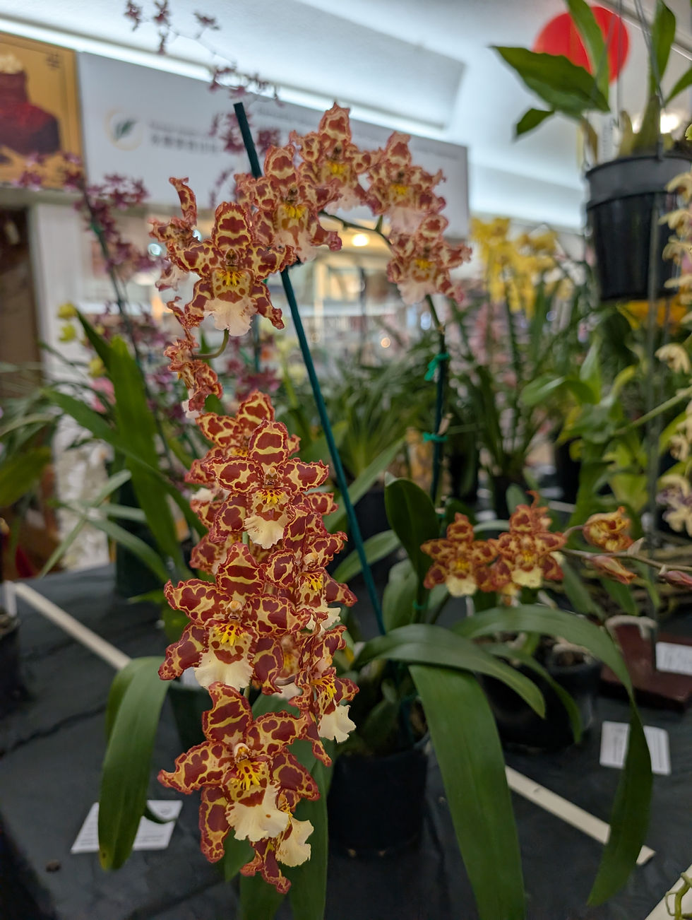 Champion Any Other Hybrid: Ons. Eye Candy 'Pinkie' (P&L Au)