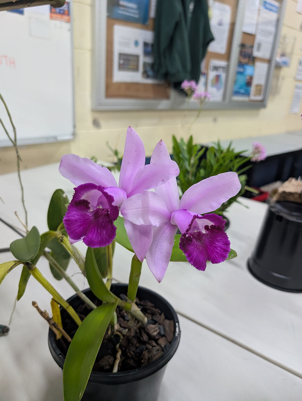 Cattleya intermedia fma. orlata 'Crown Fox' AM_AOC