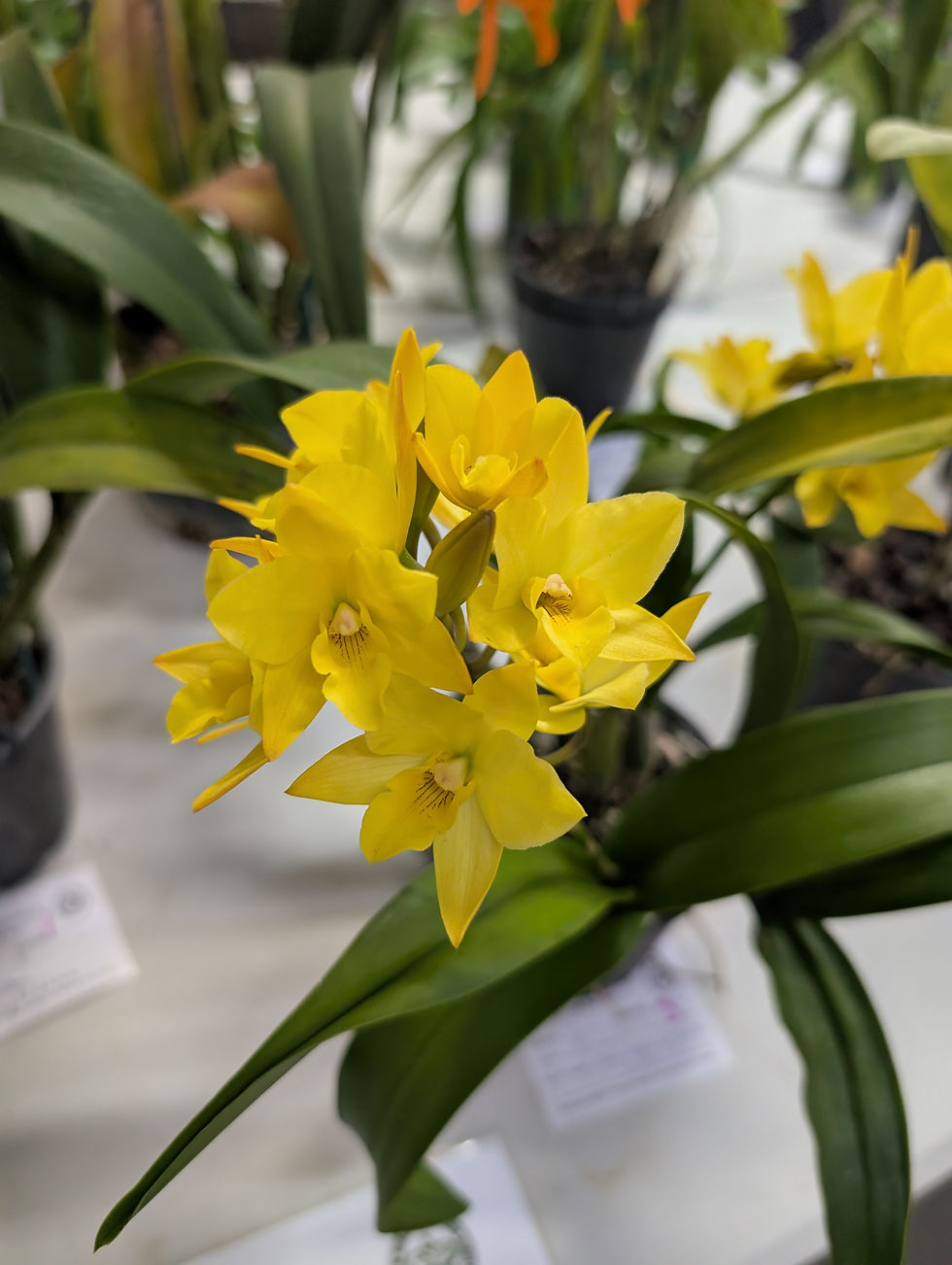 Jackfowlieara Appleblossom 'Golden Elf'
