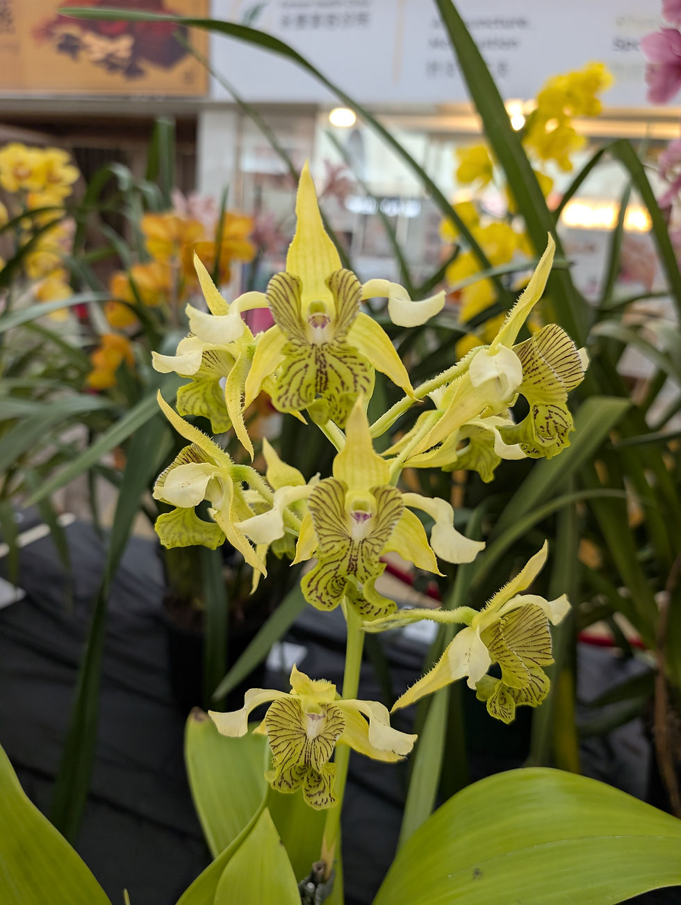 Champion Australasian: Den. macrophyllum (S Levi)