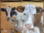 Cow BFFS