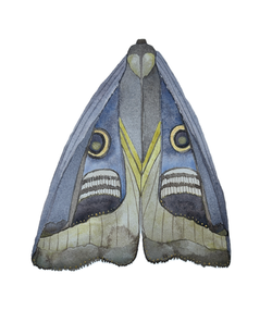 Blue Moth