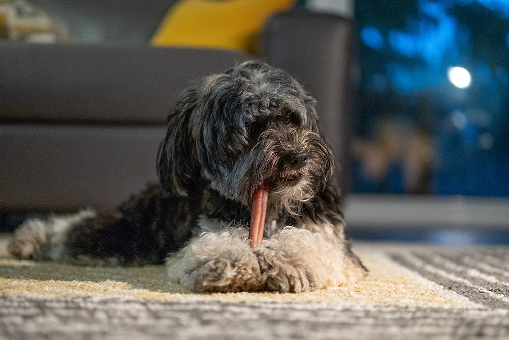 Dog happily chewing on bully stick on carpet