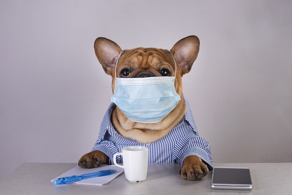 Cute french bull dog wearing a mask