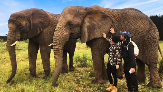 Santuário de Elefantes, Knysna Elefant Park