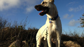 What My Dog Caymus Taught Me About The Law of Patience and Reward 
