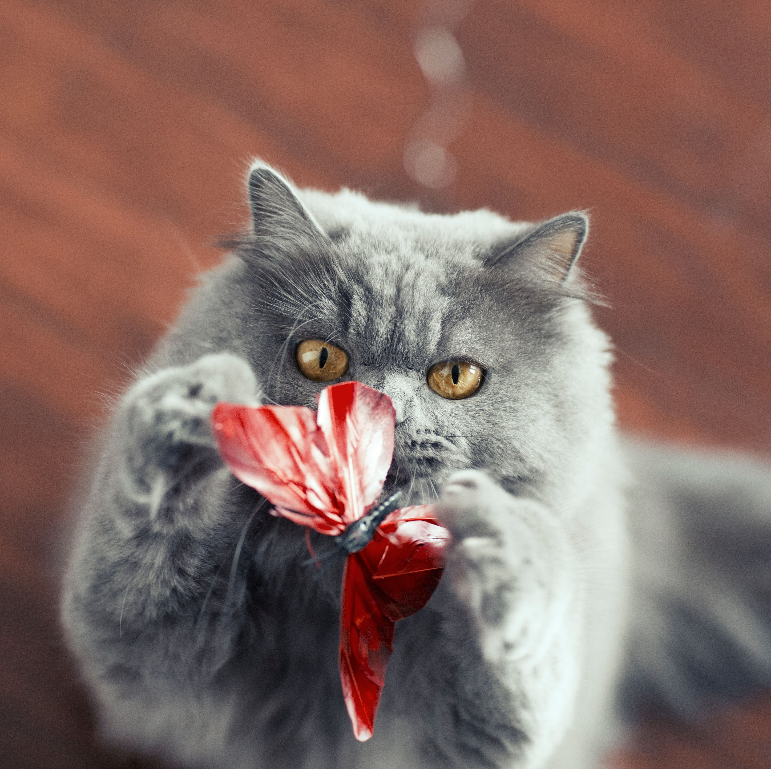 Petstages, USA Butterfly Chase Cat Teaser Wand Toy