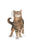 Thumbnail: Royal Canin Appetite Control Cat Dry Food