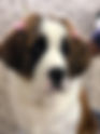 Andrea -Full Haircut for Dogs Above 35Kg